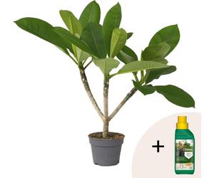 Frangipanier + engrais végétal - Plumeria rubra 'Hawaii' - H45-55cm - ⌀17cm