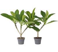 Frangipanier - Set de 2 - Plumeria rubra 'Hawaii' - Hauteur 45-55cm - ⌀17cm