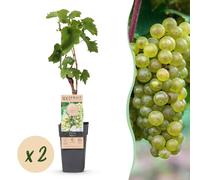 Fruitplant - Witte Druif - Vitis vinifera Bianca - 2 planten - Pot 15 Hoogte 50 - 40-50cm - Ø15cm - Plante de jardin