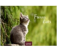 Funny Cats Kalender 2027 - Wandkalender | Fotokalender Tierkalender 35x50cm - Witziger Katzenkalender