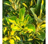 Fusain du Japon - Euonymus japonicus 'Aureus' (= 'Luna') | 60-80 cm en conteneur