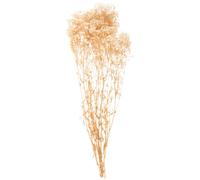 Gadpiparty Bouquet de Gypsophile Fleurs Séchées Beige Élégant et Naturel, Décorations Maison et Centres de Table, Ajout d'une Atmosphère Réaliste pour Mariage et Automne