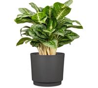 GARDEN ID Cache-pot Plano rond anthracite Ø25 cm - 7L - H 22 cm pour intérieur et extérieur