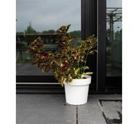 Garden-id Pot rond avec réservoir - Ø50 x H43 cm - Blanc
