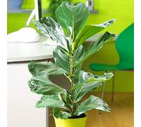 GardenersDream 1 x Ficus Bambino | Plante d'intérieur de Qualité pour Cadeau en Promo | 30-40 cm avec Le Pot