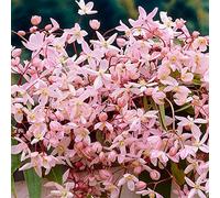 GardenersDream Clématite Apple Blossom - Plante Grimpante Résistante au Froid Rose - Clématite Vivace Persistante - Plante Extérieur Fleur de Pommier