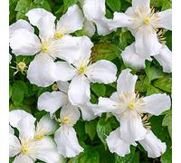 GardenersDream Clématite Grandiflora - Plante Grimpante à Grandes Fleurs Résistante au Froid - Clématite Vivace Persistante - Plante Extérieur Jardin Blanche