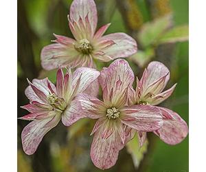 GardenersDream Clématite Marjorie - Plante Grimpante Bicolore Résistante au Froid - Clématite Vivace Persistante - Plante Extérieur Jardin Bleu-Rose