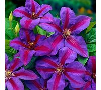 GardenersDream Clématite Mrs N. Thompson - Plante Grimpante Bicolore Résistante au Froid - Clématite Vivace Persistante - Plante Extérieur Bleu-Violet