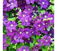 GardenersDream Clématite Polish Spirit - Plante Grimpante Violette Résistante au Froid - Clématite Vivace Persistante - Plante Extérieur à Croissance Vigoureuse