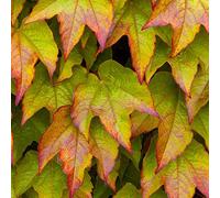 GardenersDream Parthenocissus Veitchii - Vigne Vierge Auto-Agrippante Résistante au Froid - Plante Grimpante Compacte - Plante Extérieur pour Façades