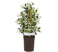 GardenersDream Trachelospermum Jasminoides - Jasmin Étoilé - Plante Grimpante Persistante Résistante au Froid - Plante Extérieur Parfumée