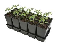 Garronda Kit de Semis Plateau 10 Trous avec Godets 2 L - Plateau de Semis Plastique PP Réutilisable Serre Jardin Intérieur Extérieur Horticulture Repiquage Culture Plantation GD-0208 Noir