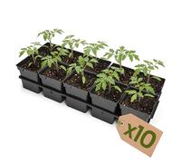 Garronda, plateau de culture de 10 alveoles pour pots de culture en serre (plateau de culture avec 10 pots de 1 l) GD-KW-T