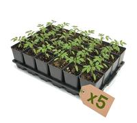 Garronda, plateau de semis 5 pièces, support pour pots de culture pour serre (plateau de semis avec 24 pots de 0,8 L) GD-KW-T