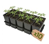 Garronda, plateau de semis de 10 alveoles, support pour pots de culture pour serre (plateau de semis avec 10 pots de 1,7 L) GD-KW-T