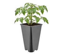 Garronda Pot de Fleur Carré Haut Plastique 13,5 × H 23 cm (3L) - Godet Semis Pot Culture Profond Drainage Résistant Intempéries pour Plantes Pépinière Jardin Serre Intérieur Extérieur GD-0201