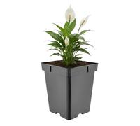 Garronda Pot de Fleur Carré Haut Plastique 18 × H 21,5 cm (5L) - Godet Semis Pot Culture Profond Drainage Résistant Intempéries pour Plantes Pépinière Jardin Serre Intérieur Extérieur GD-0201