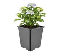 Garronda Pot de Fleur Carré Haut Plastique 20,5 × H 23,5 cm (7L) - Godet Semis Pot Culture Profond Drainage Résistant Intempéries pour Plantes Pépinière Jardin Serre Intérieur Extérieur GD-0201