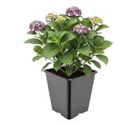 Garronda Pot de Fleur Carré Haut Plastique 25 × H 26 cm (11L) - Godet Semis Pot Culture Profond Drainage Résistant Intempéries pour Plantes Pépinière Jardin Serre Intérieur Extérieur GD-0201
