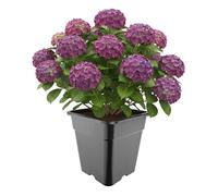Garronda Pot de Fleur Carré Haut Plastique 33 × H 34 cm (25L) - Godet Semis Pot Culture Profond Drainage Résistant Intempéries pour Plantes Pépinière Jardin Serre Intérieur Extérieur GD-0201
