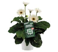 Garvinea Gerbera blanche, 50cm x 19cm, plante à fleurs pour le jardin ou le