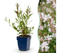 Gaura lindh. Whirling Butterflies - Bougie magnifique - Plantes attirant les abeilles et les papillons - Blanc - 24 plants - 15-25cm - Ø11cm - Plante de jardin
