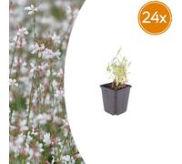 Gaura lindheimeri | 24 pièces - 10-25cm - Ø9cm - Plante de jardin