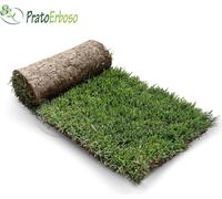 Gazon en gazon naturel prêt à l'emploi de PratoErboso - 3 m² (6 rouleaux)