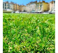 Gazon Synthétique 22mm en 2m de large (2m de large x 5m de long)