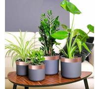 GeenYuu Lot de 6 rubans de cuivre - 50 mm x 20 m - Adhésif double face avec adhésif puissant - Pour jardin, plantes, limaces - Polyvalent - Pour pelouse, arbre fruitier, légumes, serre