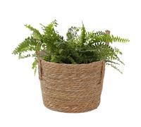 Générique Panier tressé avec, cache-pot en paille pour intérieur | Panier en jonc de mer & paille tressé main avec ; convient pots 20-25cm; idéal intérieur, salon, balcon.