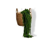 Générique Plante Stabilisée en Pot Amarante - Décoration Naturelle sans Entretien - Végétaux Stabilisés Durables - Plante d’Intérieur sans Arrosage