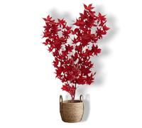 Générique Plante Stabilisée en Pot érable Rouge - Décoration Naturelle sans Entretien - Végétaux Stabilisés Durables - Plante d’Intérieur sans Arrosage, Tableau végétal stabilisé My Vegetal Homemade