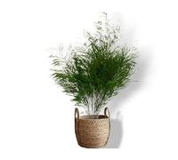 Générique Plante Stabilisée en Pot Tree Fern- Décoration Naturelle sans Entretien - Végétaux Stabilisés Durables - Plante d’Intérieur sans Arrosage