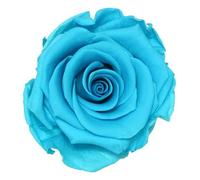 Générique VERDISSIMO Rose éternelle stabilisée Tige 55cm Diamètre 5 à 5,5cm (1, Turquoise)