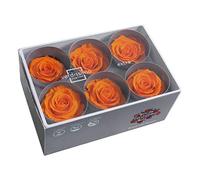 Générique VERDISSIMO Rose Stabilisée Bouton X6 / diametre de 5cm (Orange)