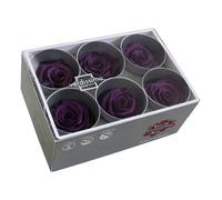 Générique VERDISSIMO Rose Stabilisée Bouton X6 / diametre de 5cm (Pourpre)