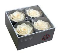 Générique VERDISSIMO Tête de Rose Stabilisée Premium / 6,5 à 8,5cm de diamètre/Lot de 4pcs (Champagne)