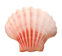 Generisch Coussin décoratif en forme de coquillage