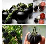 GEOPONICS GRAINES: Rare Tomate cerise noire Heirloom russe légumes 30pcs parfait