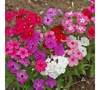 GEOPONICS Phlox Beauty Seeds Mix (Phlox) 100 + Graines