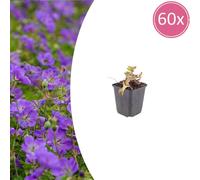 Geranium 'Azure Rush' | 60 pièces - 10-25cm - Ø9cm - Plante de jardin