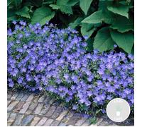 Géranium 'Johnson's Blue' - Géranium sanguin - Vivace - Peu d'entretien - D9 cm - H10-15 cm