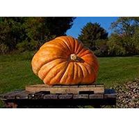 Germinazione I Semi: 12 Seeds: Semi di Zucca: Semi di Zucca Gigante Atlantico Semi freschi Trasporto Libero !!!