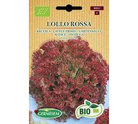 Germisem Bio Graines Laitue frisée LOLLO ROSSA