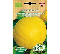 Germisem Bio Graines Potiron Quintal jaune CENTENAAR