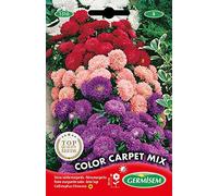 Germisem California Wonder Graines de Tournesol 4 g EC1530 Multicolore