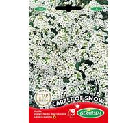 Germisem Graines Alysse Tapis de Neige blanc CARPET OF SNOW