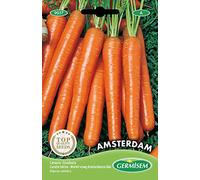 Germisem graines Carotte hâtive AMSTERDAM
